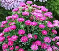 ����� ��������� Bambina Carmine - 10 ��