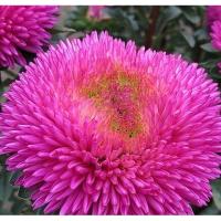 ����� ��������� Chrisantella Dragon Heart - 10 ��.