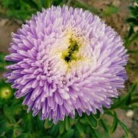 ����� ��������� Chrisantella Moonstone - 10 ��.