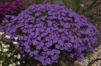  Audrey F1 Blue Shades - 10 .