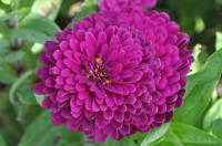   Benary's Giant Purple - 5 .