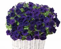   Baby Giokonda  F1 Blue - 5 .