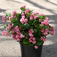    Fairyland Pink - 10 .