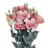  Borealis Apricot - 5 .