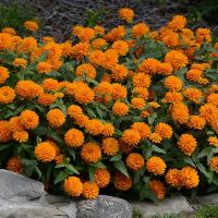   DOUBLE ZAHARA Bright Orange - 5 .