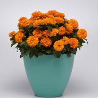   DOUBLE ZAHARA Bright Orange - 5 .