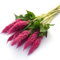   Sunday Bright Pink - 3 