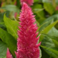   Sunday Bright Pink - 3 