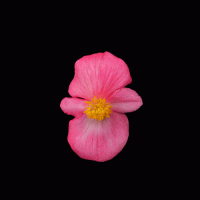   Mega Cool Rose. ! - 3 .