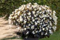  BIG F1 White Bronze Leaf ( ). ! - 3 .