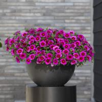 ���������� Classic Rose Blast. �������! - 5 ��.