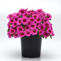 ���������� Classic Rose Blast. �������! - 5 ��.