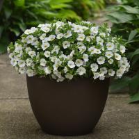 ���������� Classic White. �������! - 5 ��.