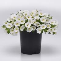 ���������� Classic White. �������! - 5 ��.