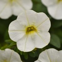 ���������� Classic White. �������! - 5 ��.