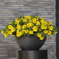 ���������� Classic Yellow. �������! - 5 ��.