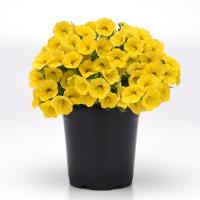 ���������� Classic Yellow. �������! - 5 ��.