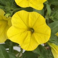 ���������� Classic Yellow. �������! - 5 ��.