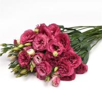   CanCan Carmine Rose - 5 .