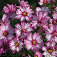 ������ �������������� Capriola - 20 ��.