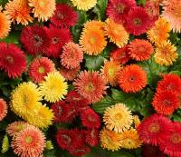  Cartwheel Autumn Colors - 3 .