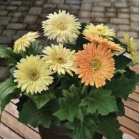  Cartwheel Chardonnay. ! - 3 .