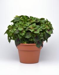  Sol Gekko Green - 3 . !
