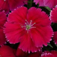   Coronet Cherry Red - 5 .