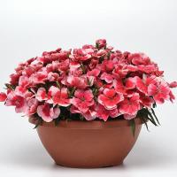  Coronet Strawberry - 5 .