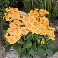  Crescendo Orange - 5 