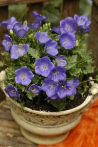   Perl Deep Blue - 5 .