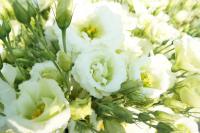   Mariachi F1 Lime Green - 5 .