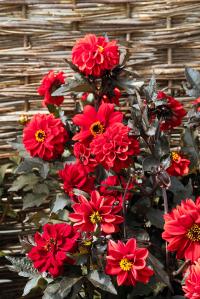   Black forest Ruby - 5 .