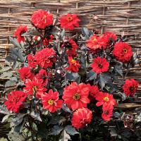   Black forest Ruby - 5 .