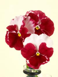  Desiderio Orchid Rose Tricolour - 5 .