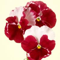 Виола Desiderio Orchid Rose Tricolour - 5 шт.