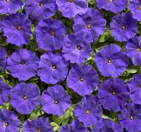   Petit F1 Blue - 10 .