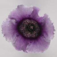 Глоксиния гибридная Empress F1 Lavender Bicolour - 5 драже