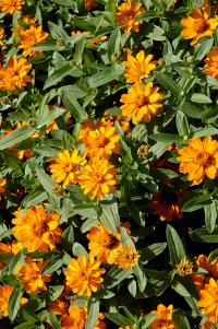   Profusion Double Golden - 5 .