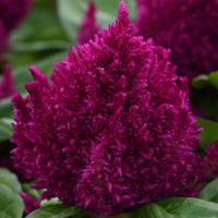   First Flame Purple  - 10 
