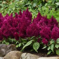   First Flame Purple  - 10 