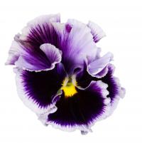   FLAMENCO Violet Ringled - 5 .