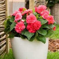 ������� ��������� Fortune F1 Dark Rose - 5 ��.