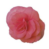   Fortune F1 Salmon Rose - 5 .