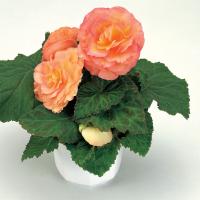   Fortune F1 Peach Shades - 5 .