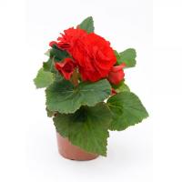   Fortune F1 Scarlet Red - 5 .