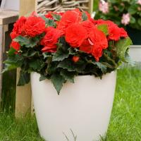   Fortune F1 Scarlet Red - 5 .