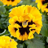  Frizzle Sizzle Yellow - 5 .