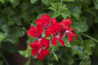   Reach Out F1 Red  - 3 .