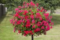   Reach Out F1 Red  - 3 .